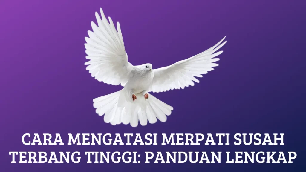 Cara Mengatasi Merpati Susah Terbang Tinggi: Panduan Lengkap